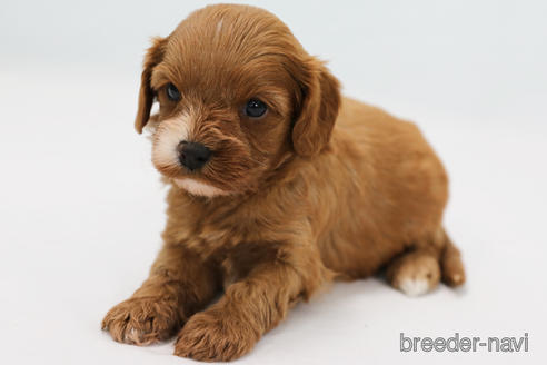 成約済の神奈川県のミックス犬-209930の2枚目